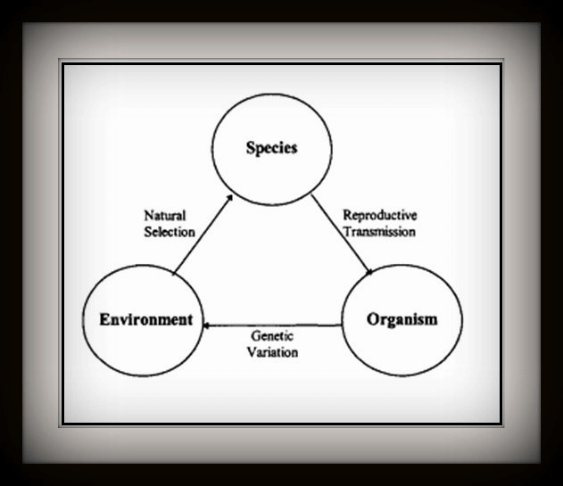 Model of Biological Evolution Source: (Mihaly Csikszentmihalyi and Wolfe 2000: 83)