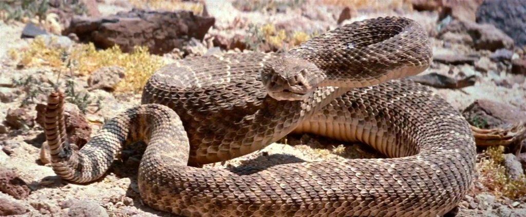 malfunctioning rattlesnake in westworld